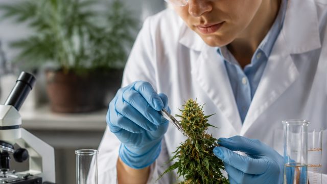 Debunking the Myths: Understanding Canna